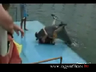 Beindult a delfin :D