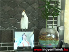 Már a papagájokat is befertőzi a Gangnam Style... XD