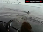 Pingvin menedék