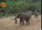 Focizó meg mindenféle okosságot csináló intelligens tipusú elefánt