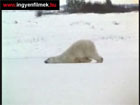 Álmos medve  XP
