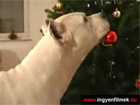 Kutya karácsony