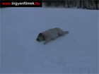 Snowboard, sielés, avagy a téli sportokat kedvelo kutyusok 