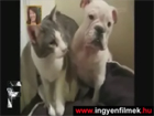 Kutyák vs. macskák