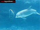 Egy kis nyugtato delfin bemutato